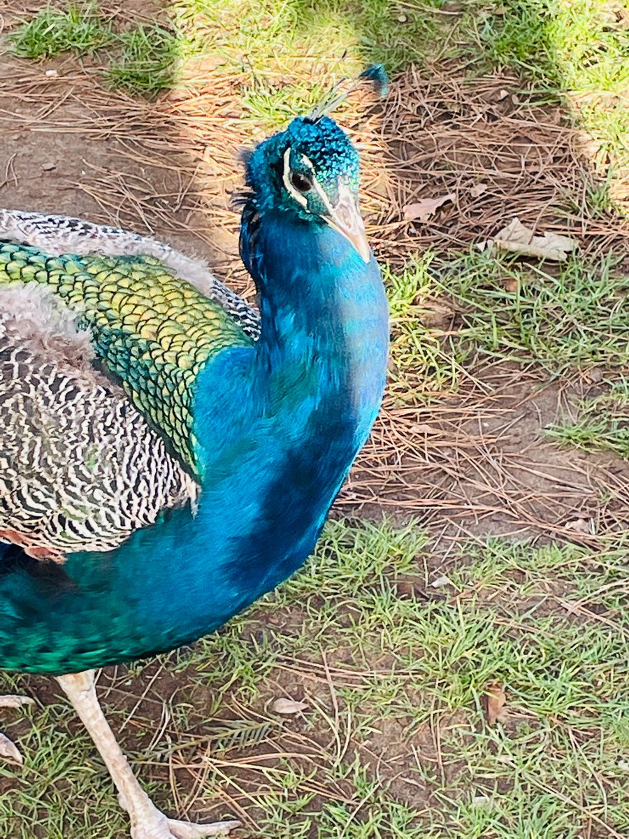 DisplayWBJS's tweet image. we were so lucky to get close @WBJJuniorSchool