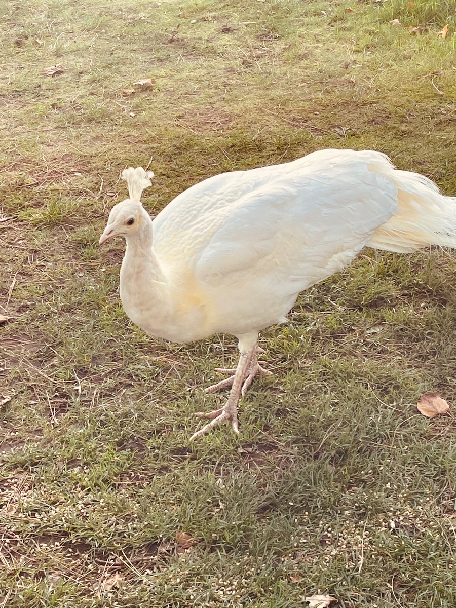 DisplayWBJS's tweet image. we were so lucky to get close @WBJJuniorSchool