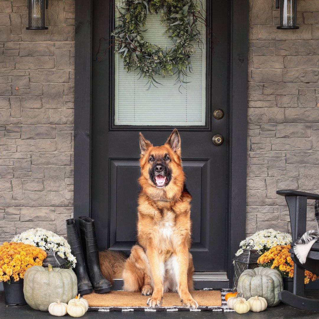 Happy Thanksgiving from our fur family to yours!