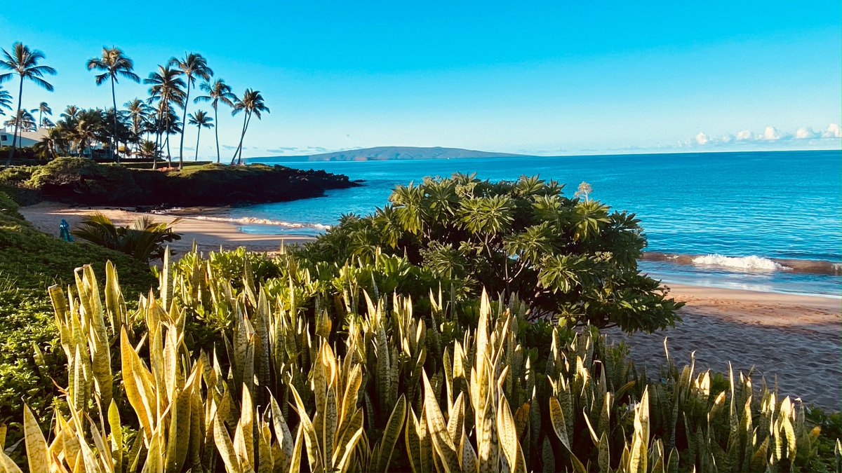 Plotaverse's tweet photo. GM and Happy Thanksgiving from Maui! https://t.co/EB4ShJn4Br
