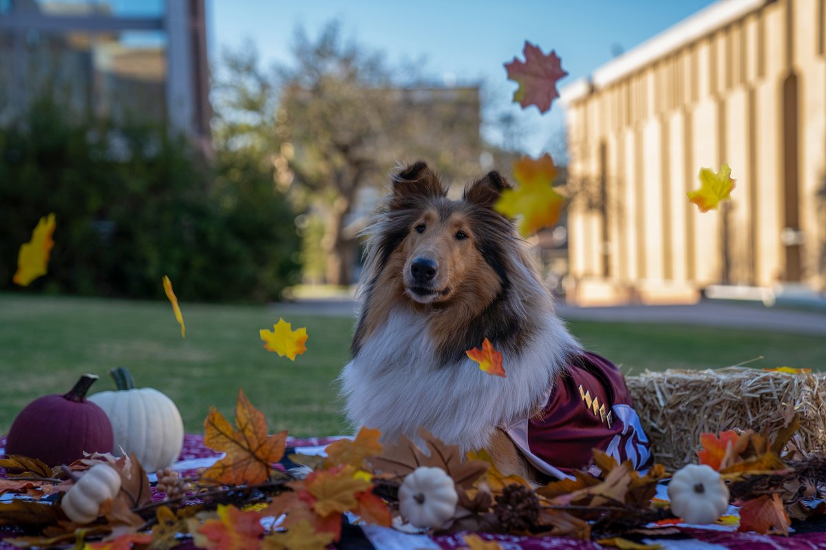 reveille's tweet photo. Happy Thanksgiving, my Aggies! I am so thankful for each and every one of you, and I am so glad that I am your Reveille! ❤️ https://t.co/O5amIltUxD
