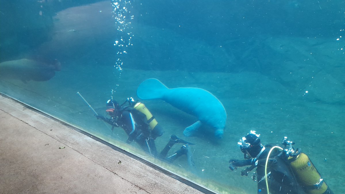🔎 OPERATION HORS DU COMMUN : les experts plongeurs du #Cerema ont été sollicités ce jour pour inspecter les parois du bassin des lamantins du Zoo de Vincennes #infrastructures