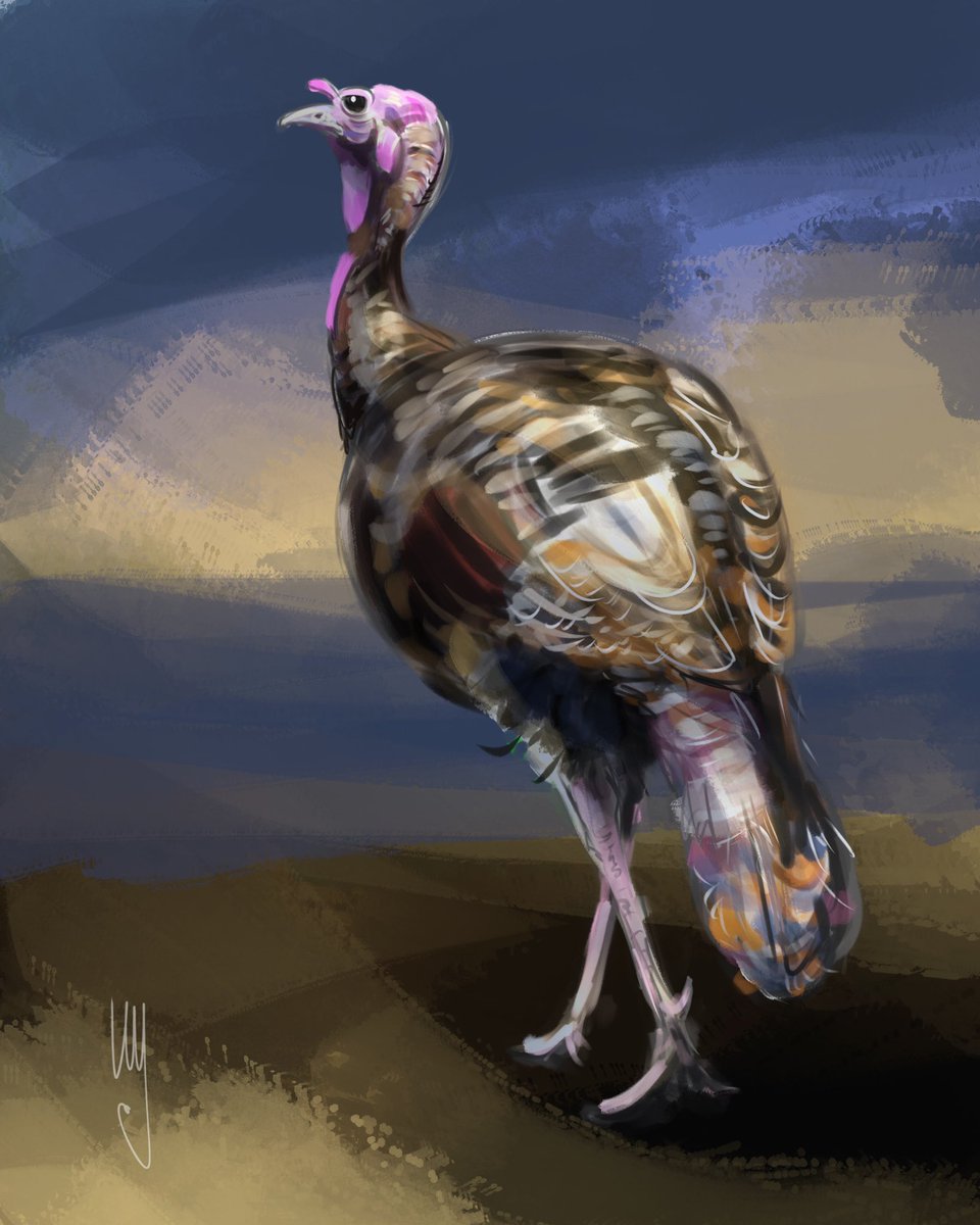 ammagenta's tweet photo. The wild turkey (Meleagris gallopavo) is an upland ground bird native to North America. https://t.co/j3u38OUvLR