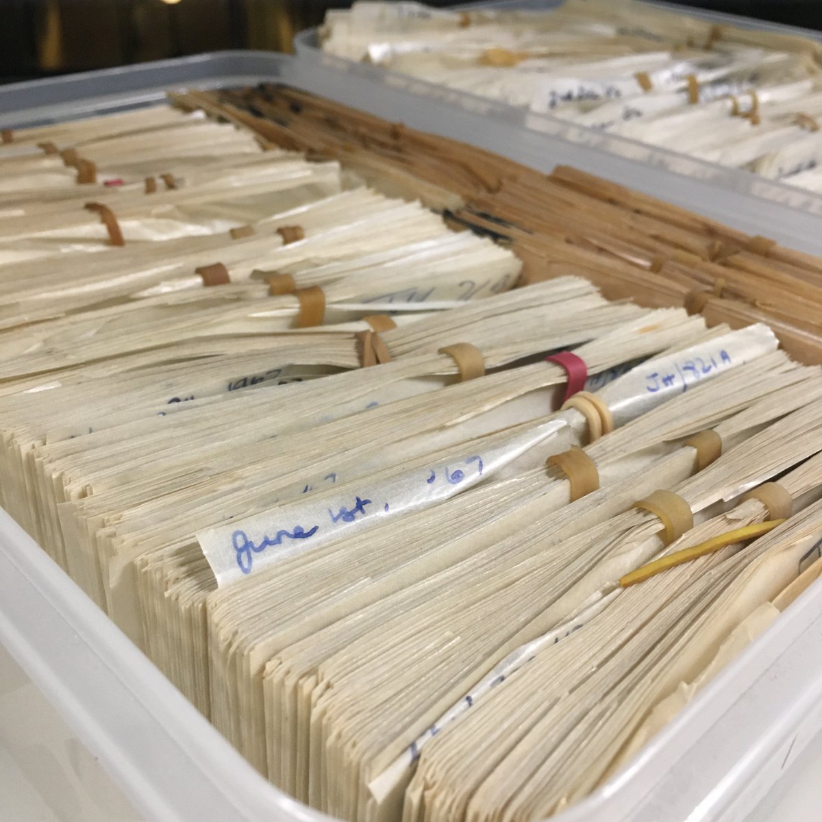 Barum_Athena's tweet photo. Just when our Librarian had thought she had despatched the last one...she discovers the rubber bands have been breeding in the archives again! 😱
#ConservationNightmare
#ExploreYourArchive
#PleaseDontHaveNightmares https://t.co/n89WUVWlUO