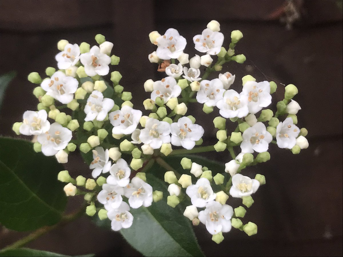 angelaproudnan's tweet photo. @garden_chamber #AlphabettyBlooms the very beautiful #Vibernum is one of my favourites! 🤍🤍🤍🤍🤍 https://t.co/EpBhkVolYL