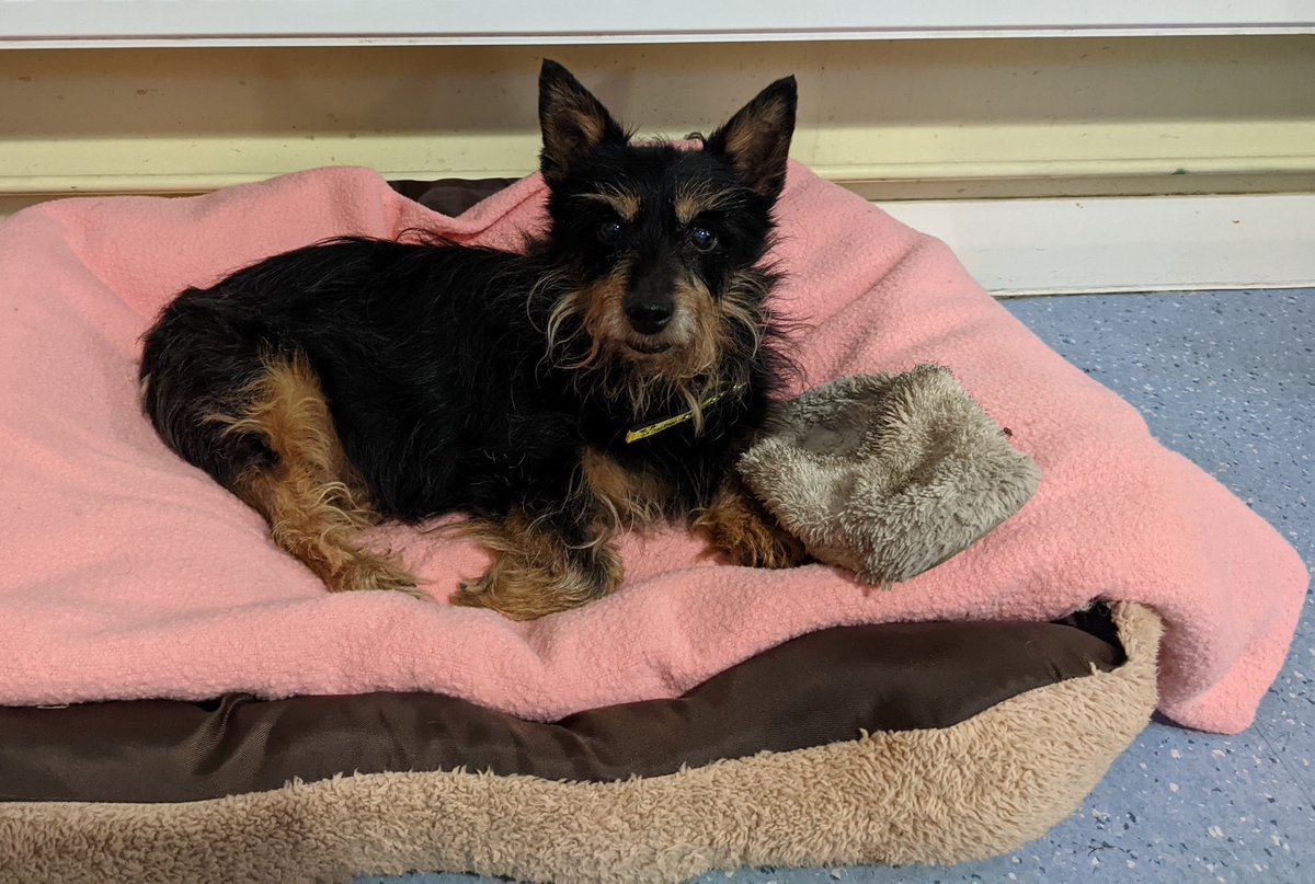 GoodNews_Shared's tweet photo. This elderly dog has found a new home, for himself and his precious slipper! https://t.co/UUuseLDfu7
#RescueDogs #GoodNewsShared https://t.co/j2GoJ2hQfM