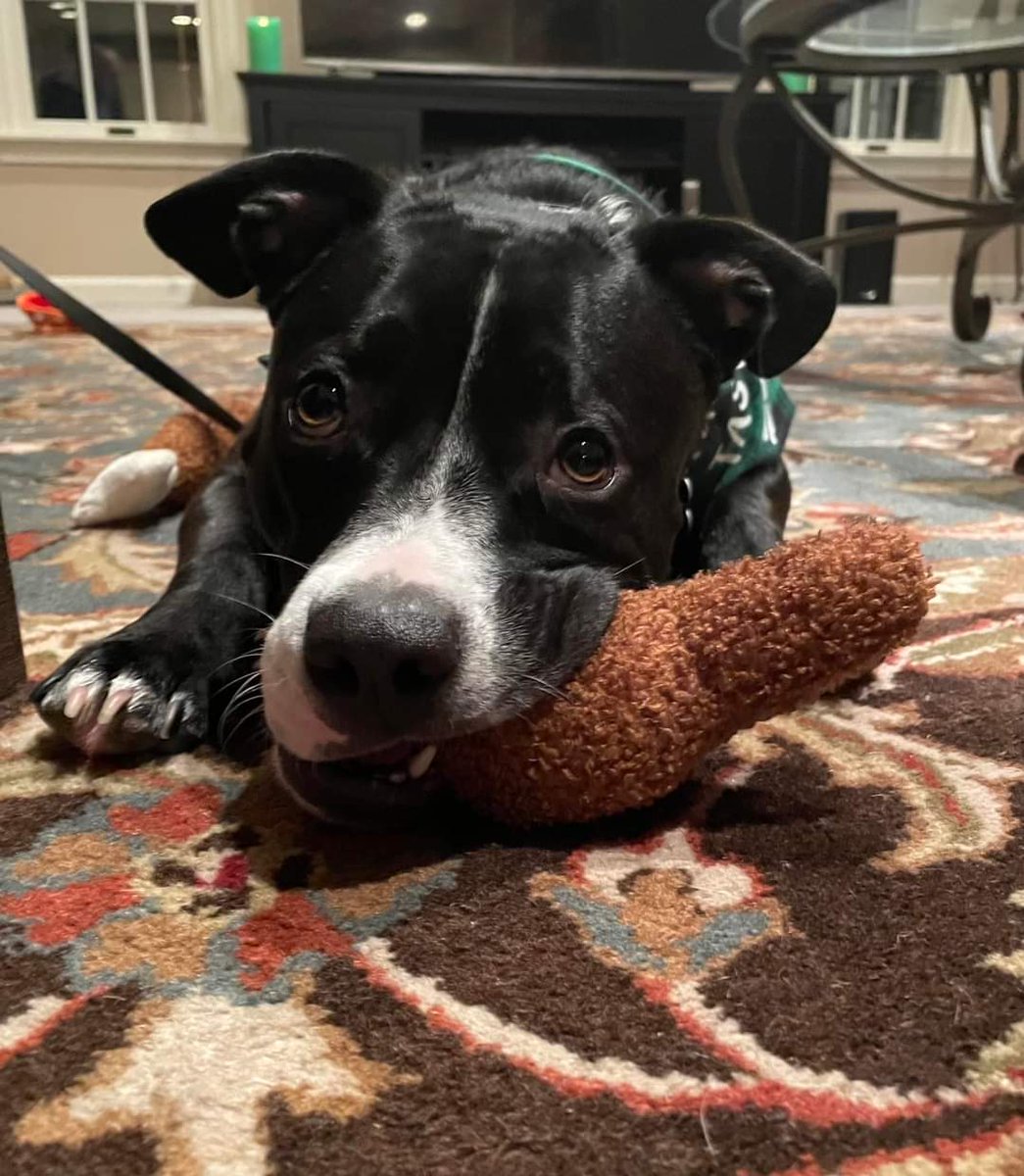 CPR Dogs tweet media