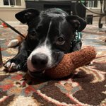 Photo by CPR Dogs (@cprdogs)