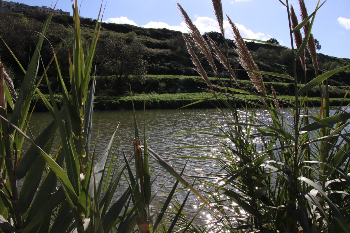 Falko_BirdLifeM's tweet photo. Join a group of nature-enthused young people for a festive walk along the #ChadwickLakes Nature Trail. On Saturday 11 December we'll be moseying down the trail and taking in all of the beautiful natural scenery present at this time of year. Visit https://t.co/7Ogvneu2AX to book. https://t.co/JqWrf7Ew2e