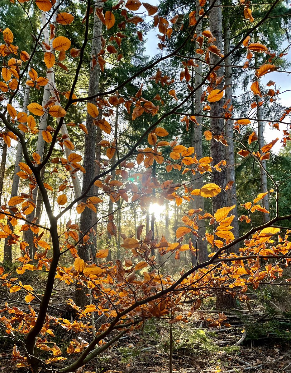 SusanneTenDoesschate tweet media