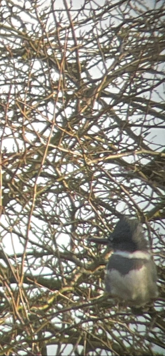 Belted Kingfisher to day at Tun Brook, River Ribble.