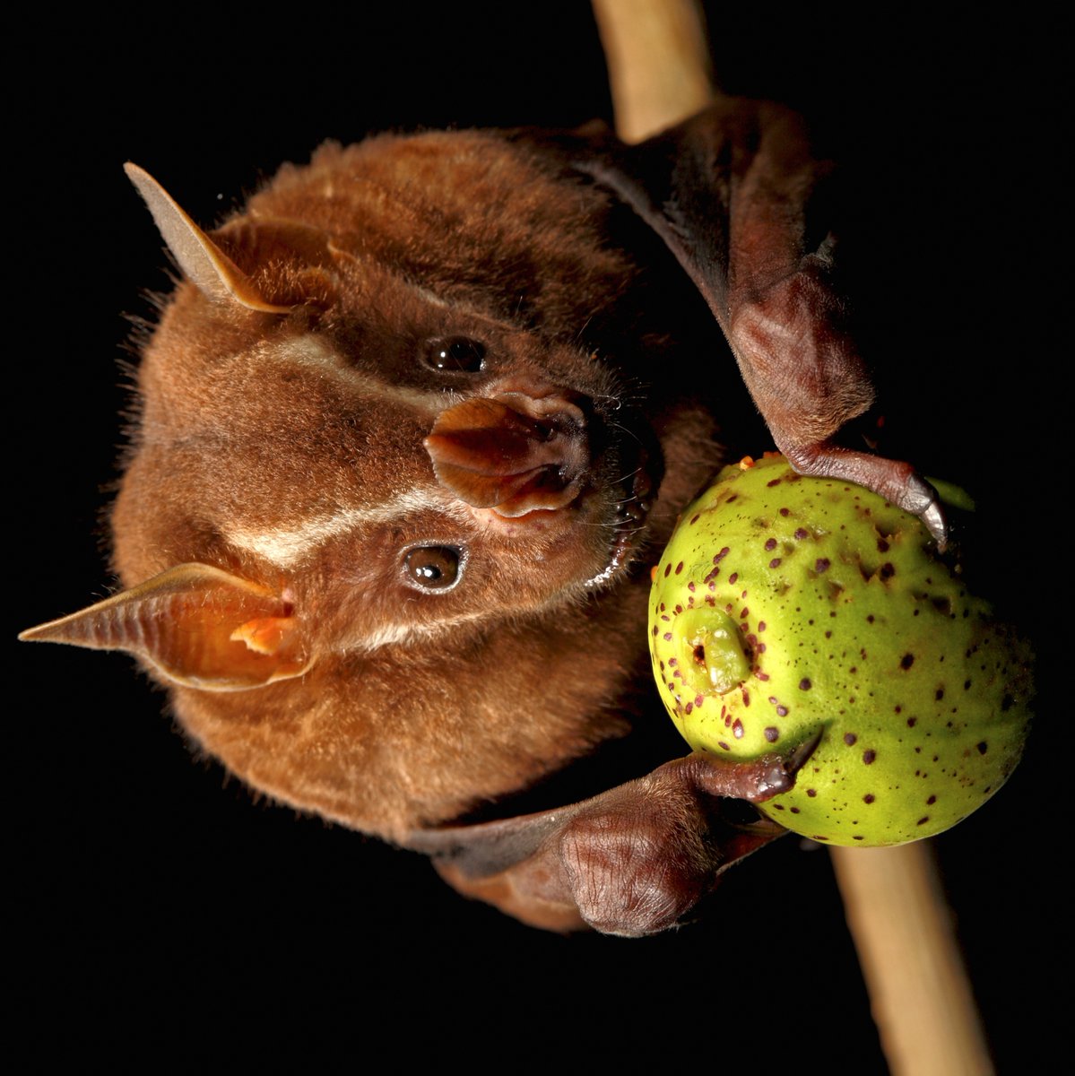 Pour some sugar on meeee. We're finishing Bats-giving week with something  sweet.🍈 The great fruit-eating bat is one of many frugivorous bats that  disperses seeds and supports forest growth. Preventing deserts with, image size:1199x1200