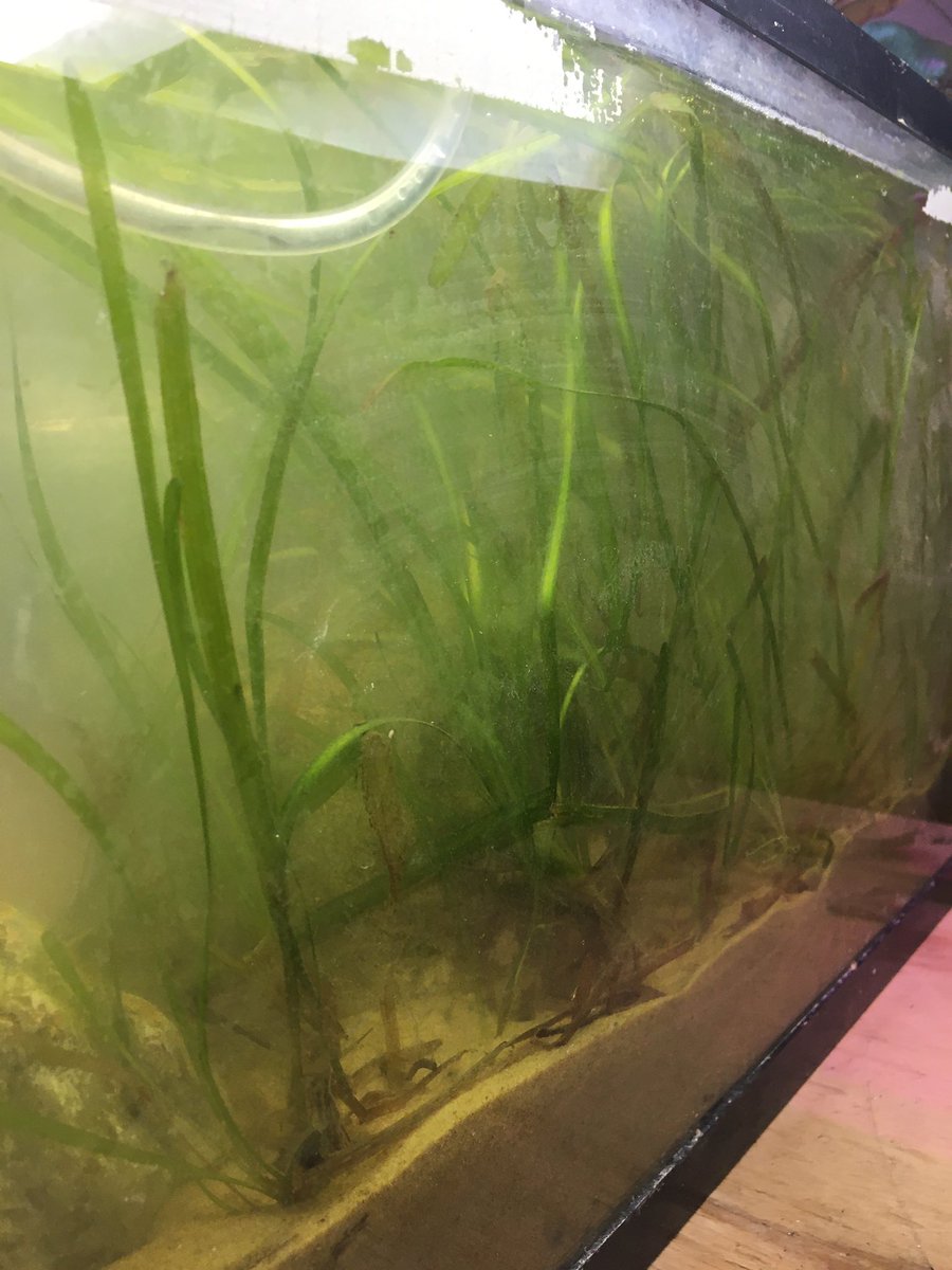 CarbonExtermin1's tweet photo. The last batch of eelgrass added. Now starting our experiment…
#carbonfilter #carbondioxide #climatechange https://t.co/T2Eij5qPQY