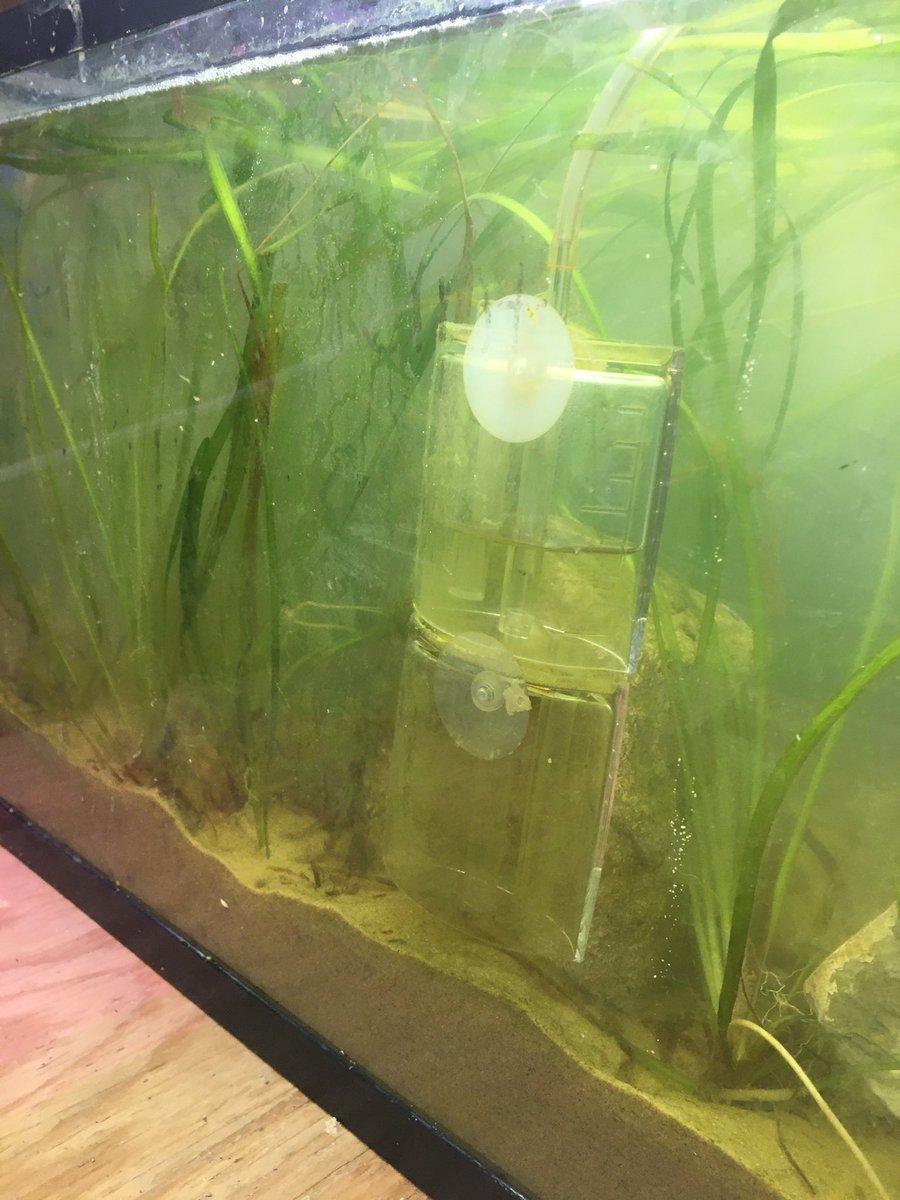 CarbonExtermin1's tweet photo. The last batch of eelgrass added. Now starting our experiment…
#carbonfilter #carbondioxide #climatechange https://t.co/T2Eij5qPQY