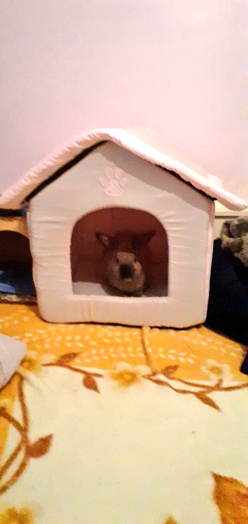 GulliverBramble's tweet photo. My new bed https://t.co/oF5ZnNbhIc