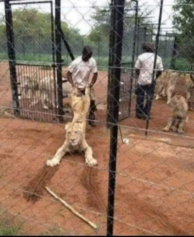 ParasharIYC's tweet photo. शेर दो कदम पीछे नही हटा, उसे घसीटा गया है, अब किसानों से कुछ सीख लेकर हमारे बैंकर्स मित्रों को कुछ कड़े कदम उठाने होंगे, देश का हर नागरिक आपका साथ देगा बस आगे बढिए ।
@tiwariaditi0909 @NehaSinghGahlot @alashshukla @AnuragChandraa @f4_f10_
#Stop_Privatisation
#StopSellingPSBs https://t.co/nnMN8d3MNh