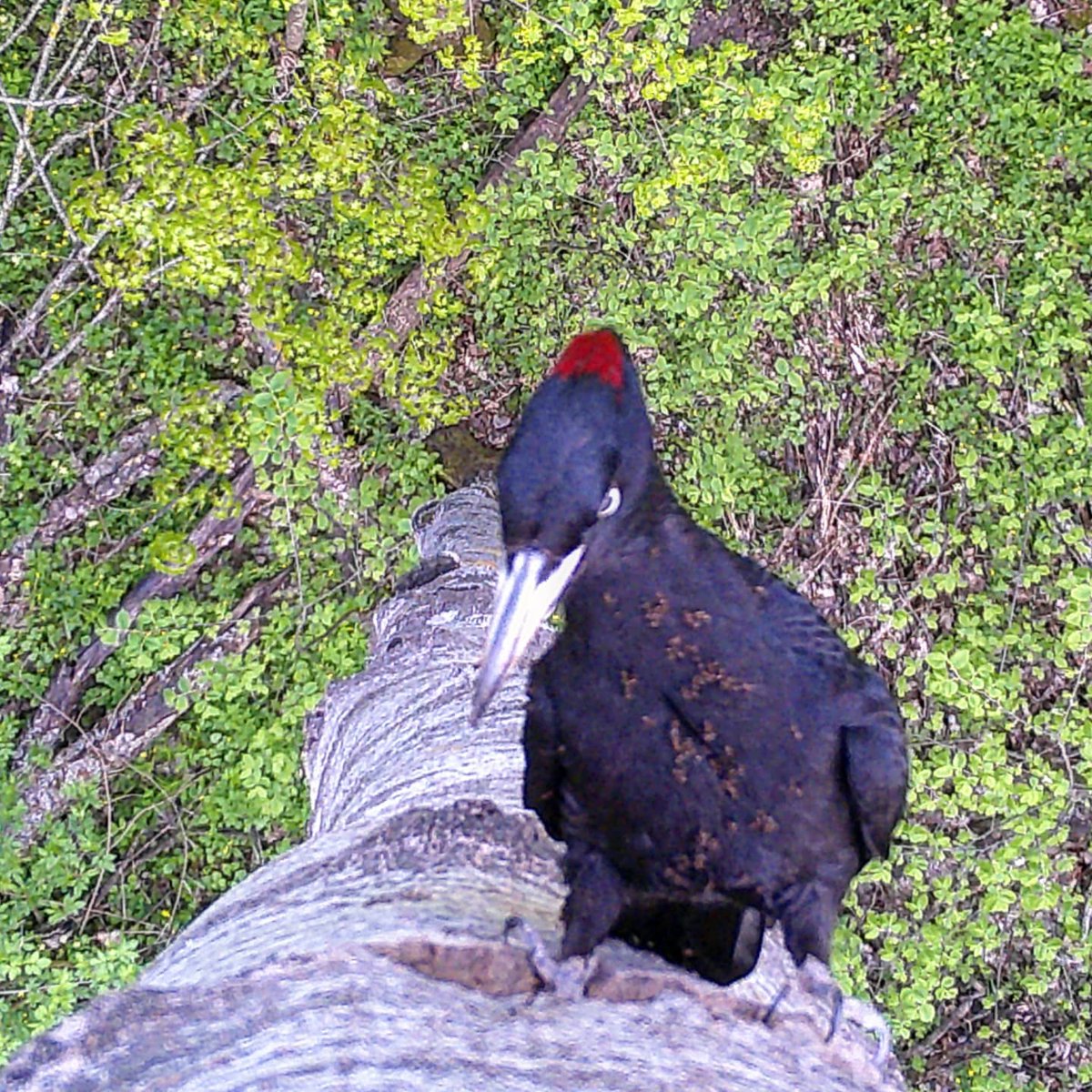 yyatsiuk's tweet photo. Black woodpecker covered with Myrmica #ants, probably after feeding on their nests. Quite common situation in my #cameratrap study. Seems that they are not bothered. https://t.co/drAG8ZXS2c