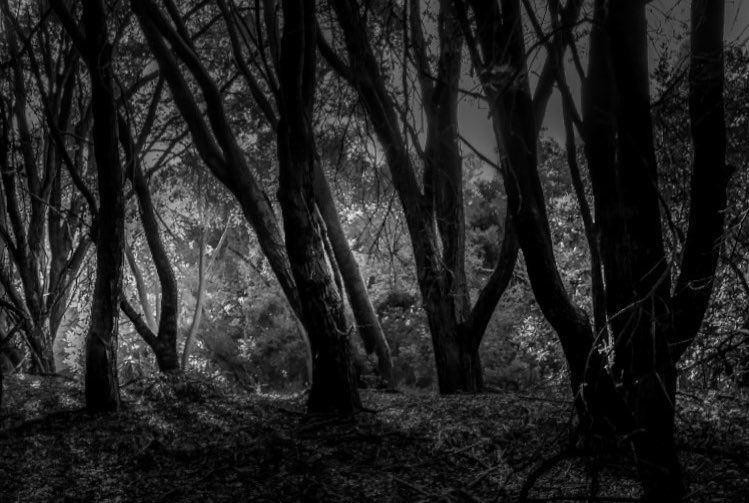 Seeing the Forrest Though the Trees…

#richardgreenla #topangacanyon  #forrest #trees #treesofinstagram #instablackandwhite #monoart #insta_bw #bnw_society #bw_lover #bw_photooftheday #photooftheday #bw #instagood #bw_society #bw_crew #bwwednesday #insta_pick_bw #bwstyles_gf #la