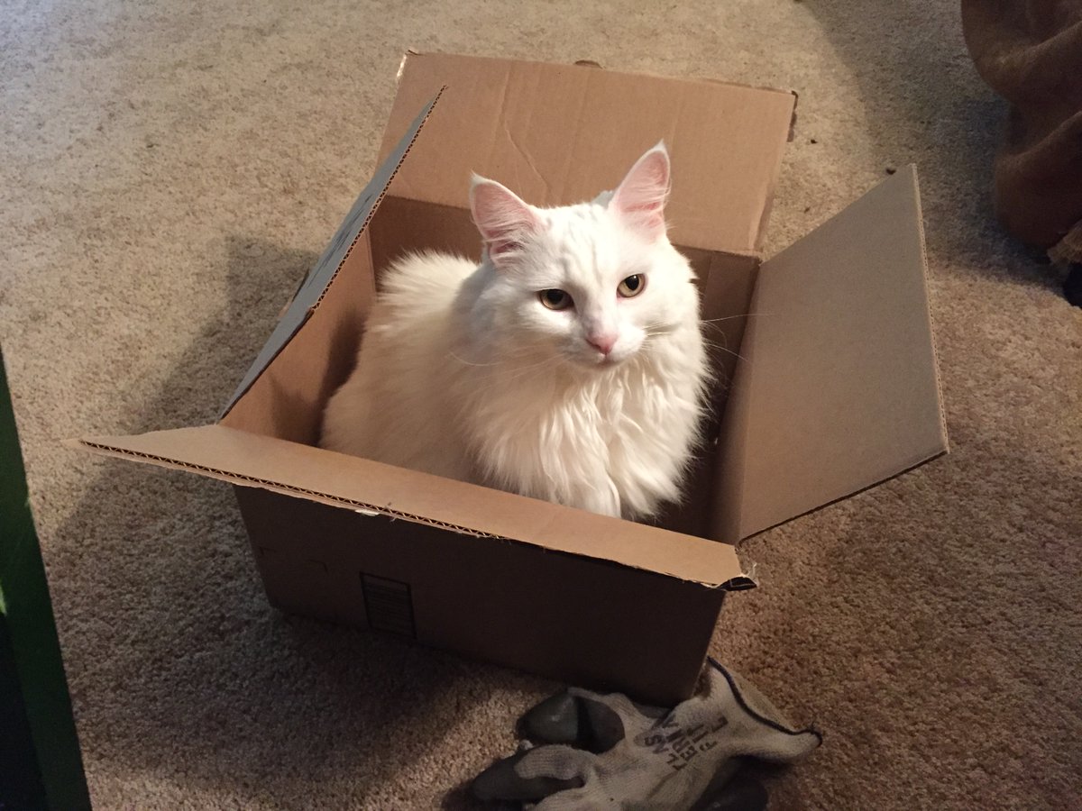 g_puffalo's tweet photo. The Humans have some celebration or something to go to today.  Me?  I'll stay right here.  #CatsOfTwitter #CatsOnTwitter #cats https://t.co/qUBCEuGpry