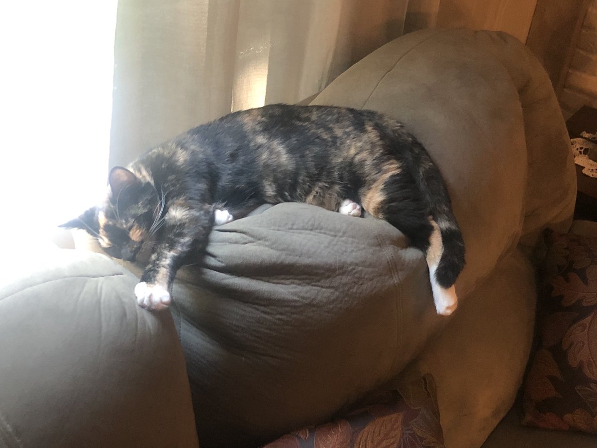 freeagent5864's tweet photo. @mycatsimon42 Tippy is sleeping… https://t.co/3awCuRfCyN