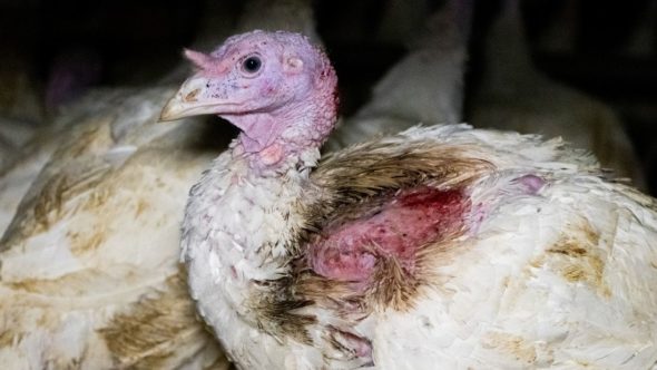 tofupool's tweet photo. We need YOU! Spare the life of an innocent being by delegating to...

Kidding, you don't need to delegate to save a life, just don't eat turkey tonight. Instead, you can use @Tofurky 😉 

🚨 https://t.co/DLQ0C19y4w

#CardanoCommunity #GoVegan https://t.co/ZoHT0h1Xlr