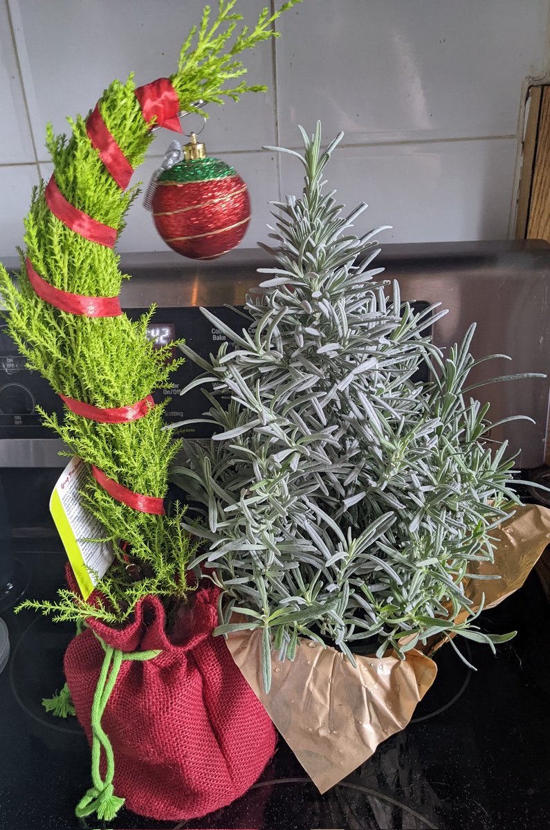 xgunsblazingx's tweet photo. @KimMerville would approve of my new friends ..heh
#lavender #grumptree https://t.co/WcC7jmM5FD