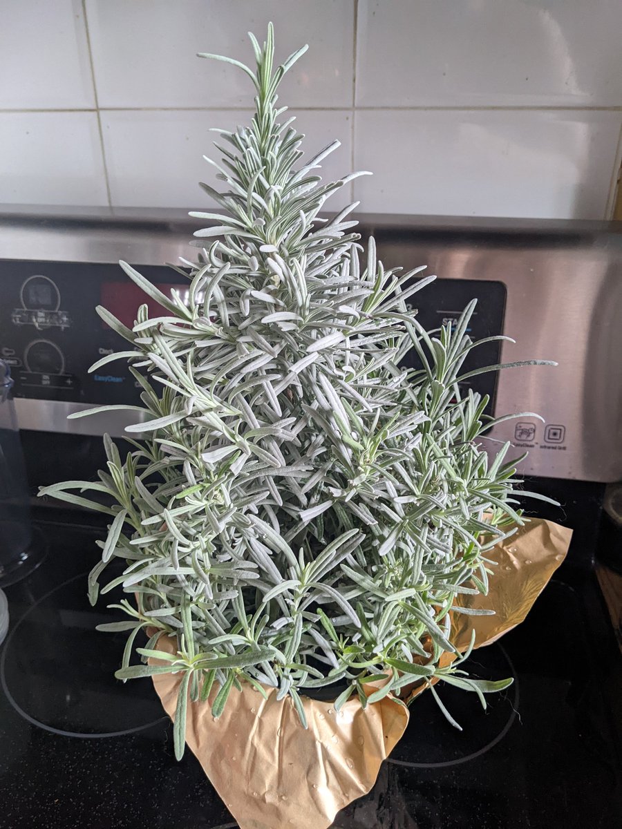 xgunsblazingx's tweet photo. @KimMerville would approve of my new friends ..heh
#lavender #grumptree https://t.co/WcC7jmM5FD