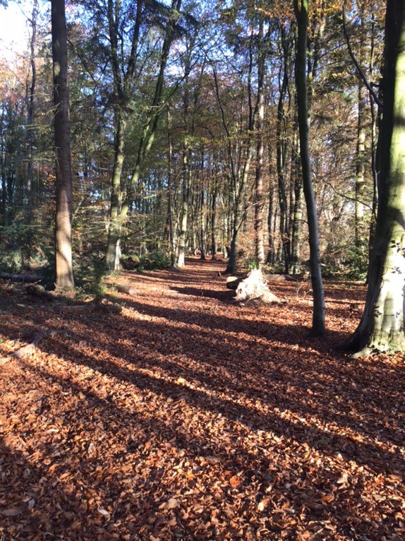 Bright Horizons Fair oak tweet media