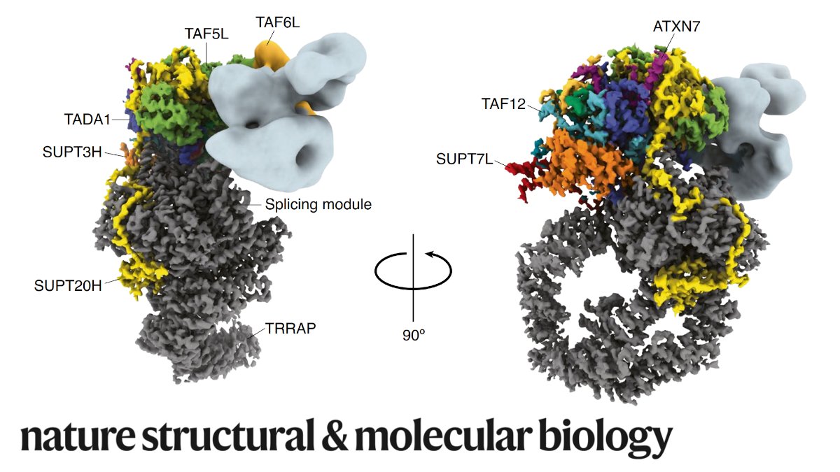 #cryoEM structure of the human SAGA complex reveals high-res details of core and TRRAP modules. Work by @Nogaleslab <a href="/berkeleyMCB/">UC Berkeley MCB</a> <a href="/UCB_Biophysics/">Berkeley Biophysics</a> <a href="/LBNLBioSci/">LBNL BioSci</a> <a href="/TjianDarzacq/">Tjian + Darzacq Group</a> nature.com/articles/s4159…