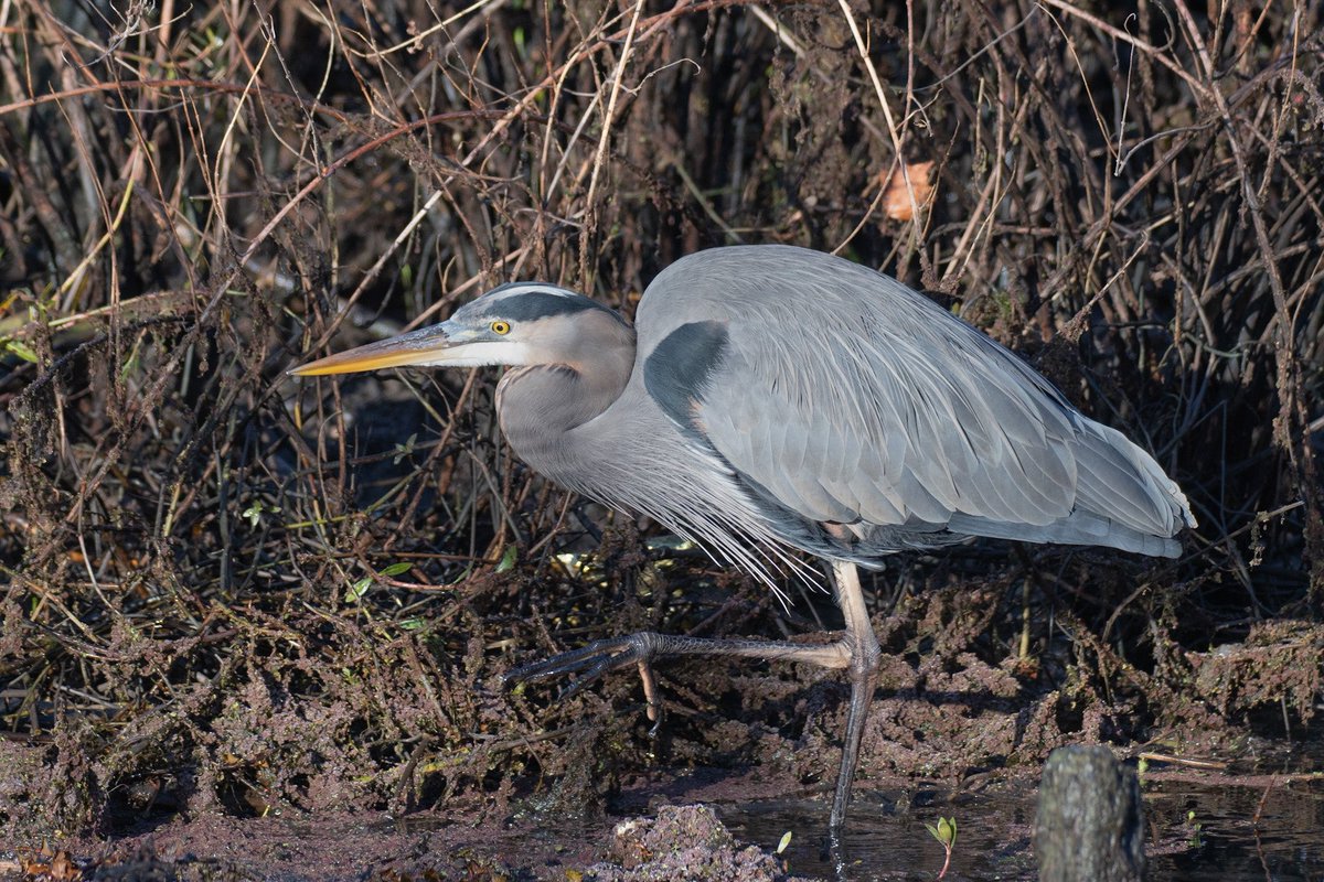Dwayne H. Ewers, Sr. tweet media