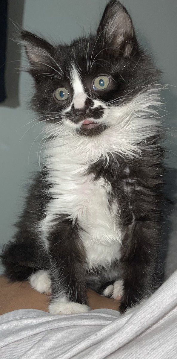 Acatshotel's tweet photo. #adoptdontshop #تبنى_لاتشتري 
Up for URGENT ADOPTION IN RIYADH 🟥
( Gucci ) Female Rescued kitten she's almost 2 month old 
will be vaxxed and microshipped before adoption
 adoption fees will be 500sar payed by the adopter. The vaccine and the spaying coming in the next 2-3month. https://t.co/9ngEO5Ydzg