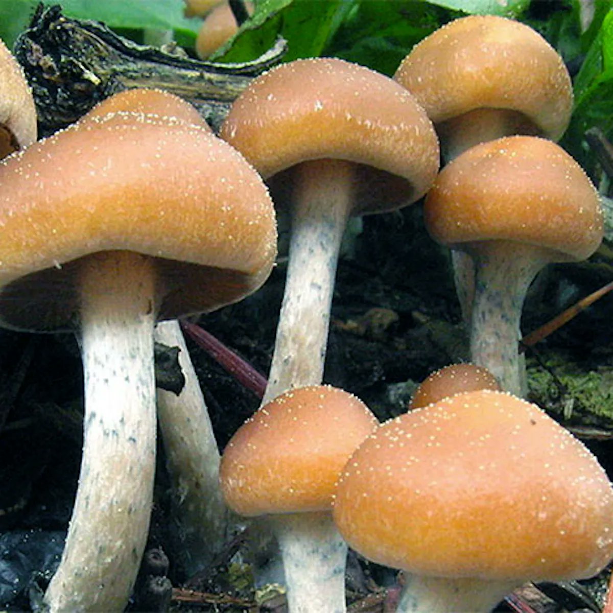 SETIInstitute's tweet photo. Part of our mission is to study the nature of life itself. On this week’s episode of Big Picture Science, how compounds such as psilocybin could help in the treatment of brain disorders, such as depression and Alzheimer’s. Listen to @BiPiSci here: https://t.co/mPdjde0Hbx https://t.co/kfMnCAzDVF