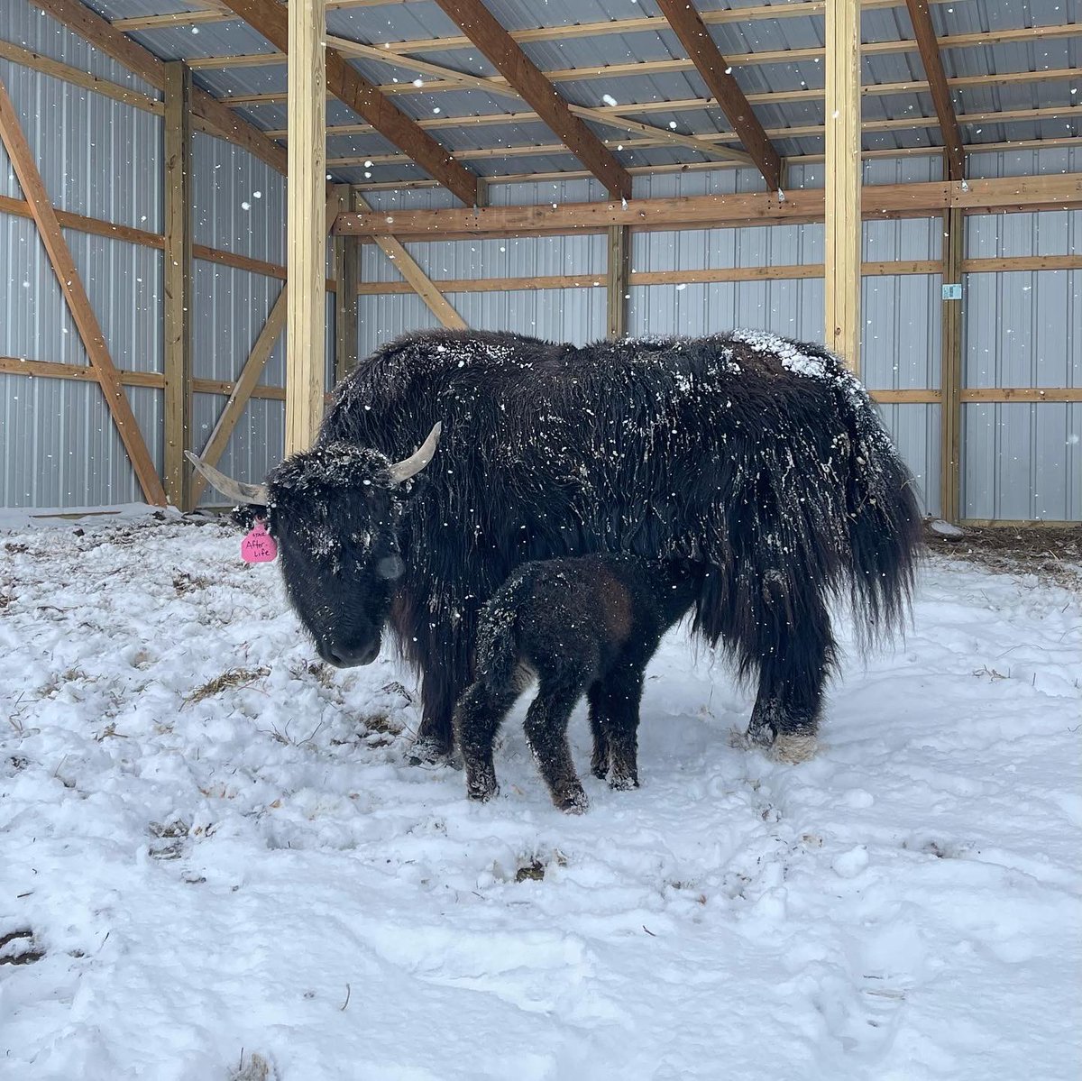 JeffreeStar's tweet photo. We had a #Thanksgiving miracle!! 😍❄️🍼💛 Late last night our mama Afterlife gave birth to this gorgeous calf! I think it’s only fitting we it ‘Thankful’ 🍂 

Happy Thanksgiving to everyone, sending lots of love from the ranch! https://t.co/EHoWUxMhdU