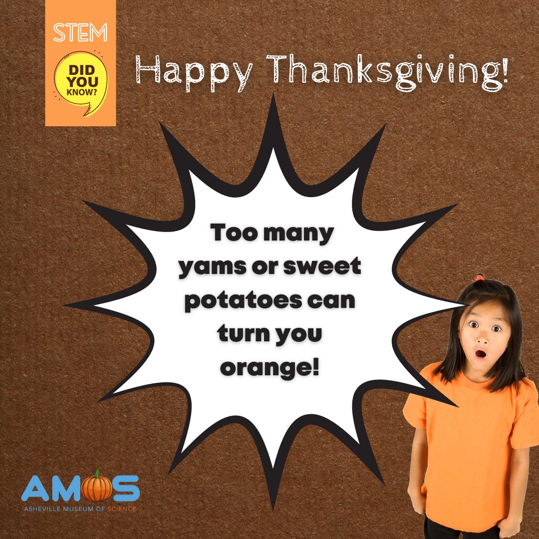 Avl_Science's tweet photo. Thanksgiving fun fact! Sweet potatoes are orange because of a pigment they contain: beta-carotene. Eat too much, and it enters the bloodstream, gets deposited under the skin, and can turn you orange! To share science factoids during Thanksgiving, tag us in your posts! #AVLScience https://t.co/KMPUZ1Iult