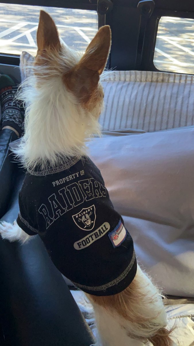 bethany_wires's tweet photo. Coco knows what’s up #Raiders https://t.co/uk4yXCyDGa