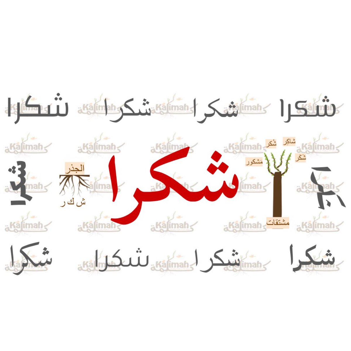 Arabic_Kalimah's tweet photo. Happy Thanksgiving! This flashcard of “Thanks” (shukran) from our 1001 Kalimah program that focuses on high frequency Arabic words shows the word in different fonts &amp; shows its root &amp; some derivatives. #شكرا to all Kalimah families &amp; wonderful staff &amp; volunteers around the world! https://t.co/3T4WL1JuA2