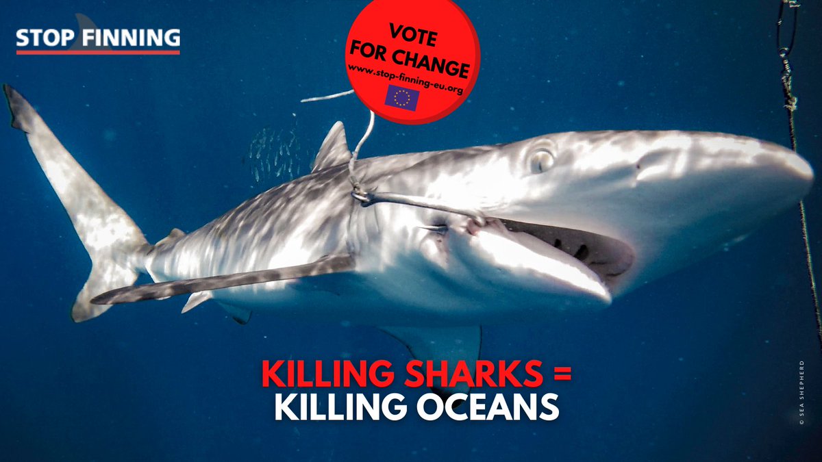StopFinningEU's tweet photo. The import, export and transit of #shark fins in Europe has to be stopped NOW 🛑 Be part of the #change &amp; #sign #StopFinningEU as EU Citizen: https://t.co/RK83eu5CU5 ✍️🇪🇺 https://t.co/oFSqipZhs7