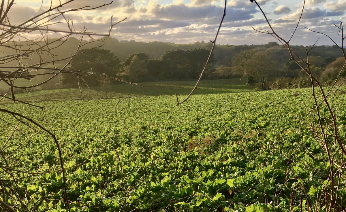 RichardXof55's tweet photo. Because people don’t say the word mangelwurzel often enough these days #SugarBeet #TalbotValley #Guernsey https://t.co/tjAhJhmOCV