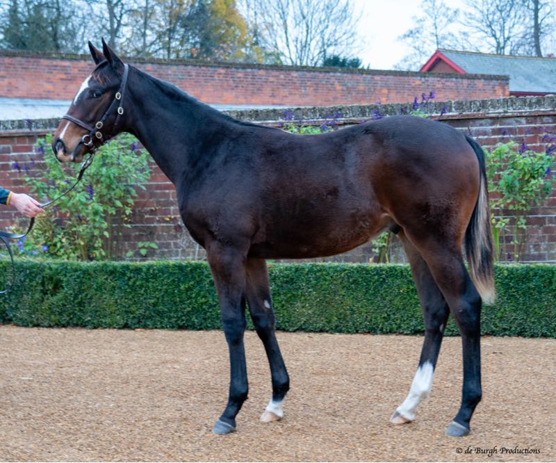meg_nicholls97's tweet photo. 2 successful days at @Tattersalls1766 foal sale topped off by purchasing this gorgeous son of Magna Grecia 😍 https://t.co/DsInzrYT4J