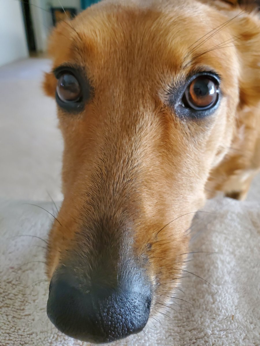 CatJeoffryBooks's tweet photo. So thankful for all of our supporters, and for all the cold wet noses that bring love and happiness to our lives ❤ https://t.co/LflZgi7v13