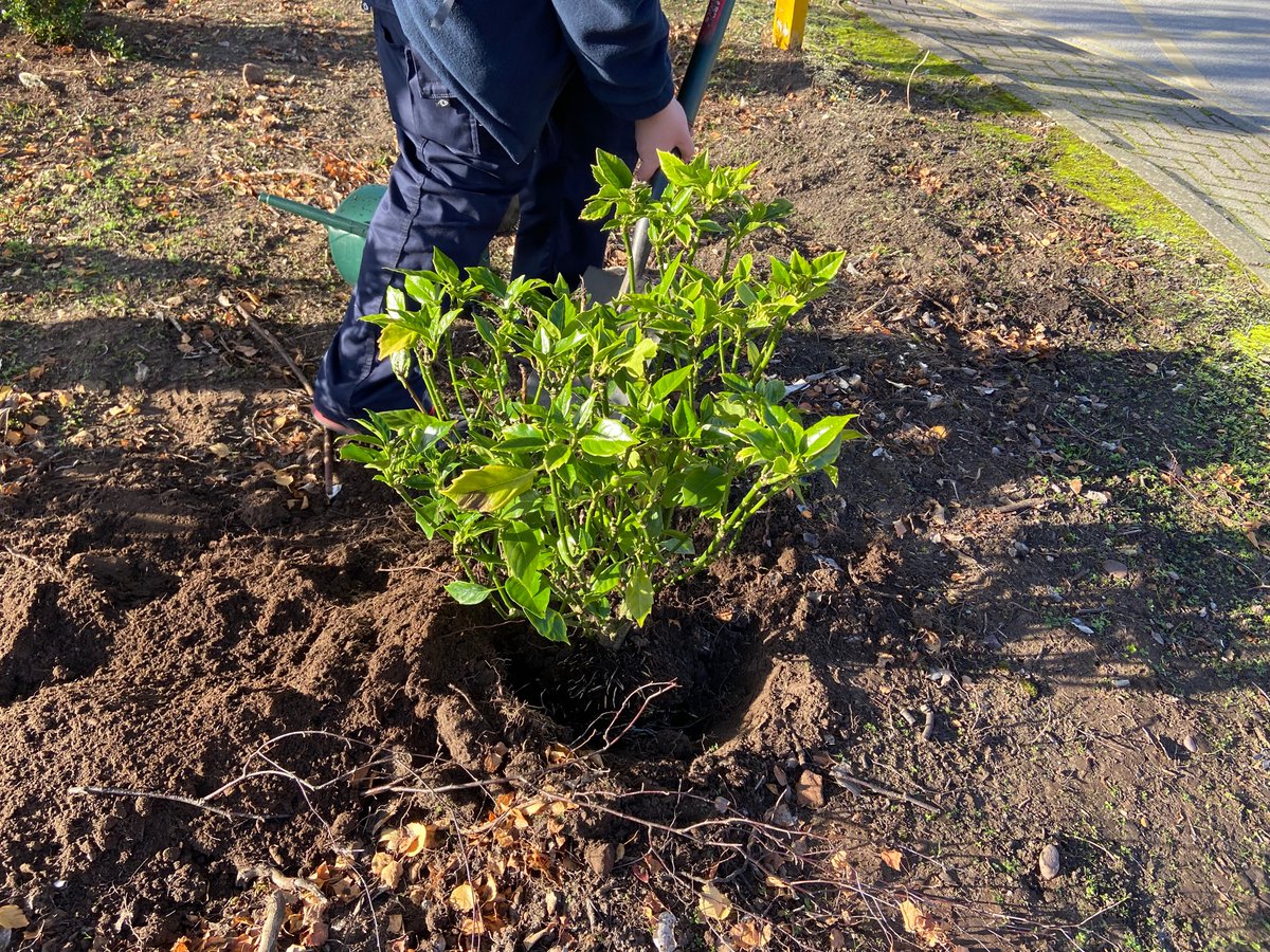 TheLiveTeam_'s tweet photo. First planting done for the turning circle at Millbrook @MhuMillbrook! We can’t wait to do the next planting next year! https://t.co/UZU9PHD6XG