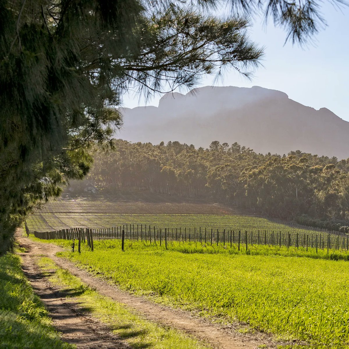Identity Wines tweet media