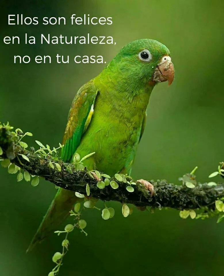 EcoInventos tweet media