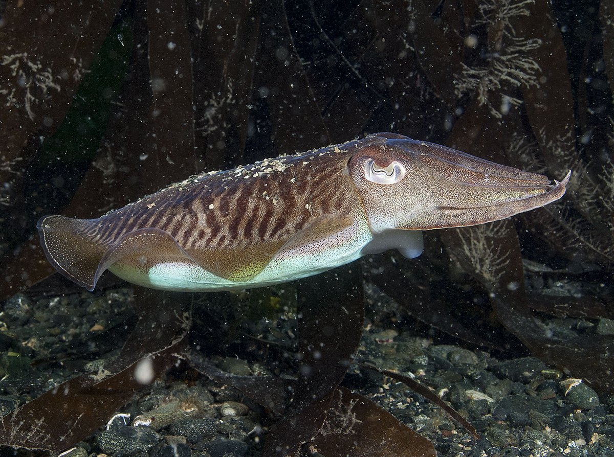 Bluemarinef's tweet photo. BLUE hopes the #Cuttlefish Symposium is the first step towards action to protect UK cuttlefish populations and support #sustainable fisheries. Thank you to everyone for their input and watch this space for the Symposium report and news about a follow up workshop in 2022. https://t.co/FS1dU3eWki