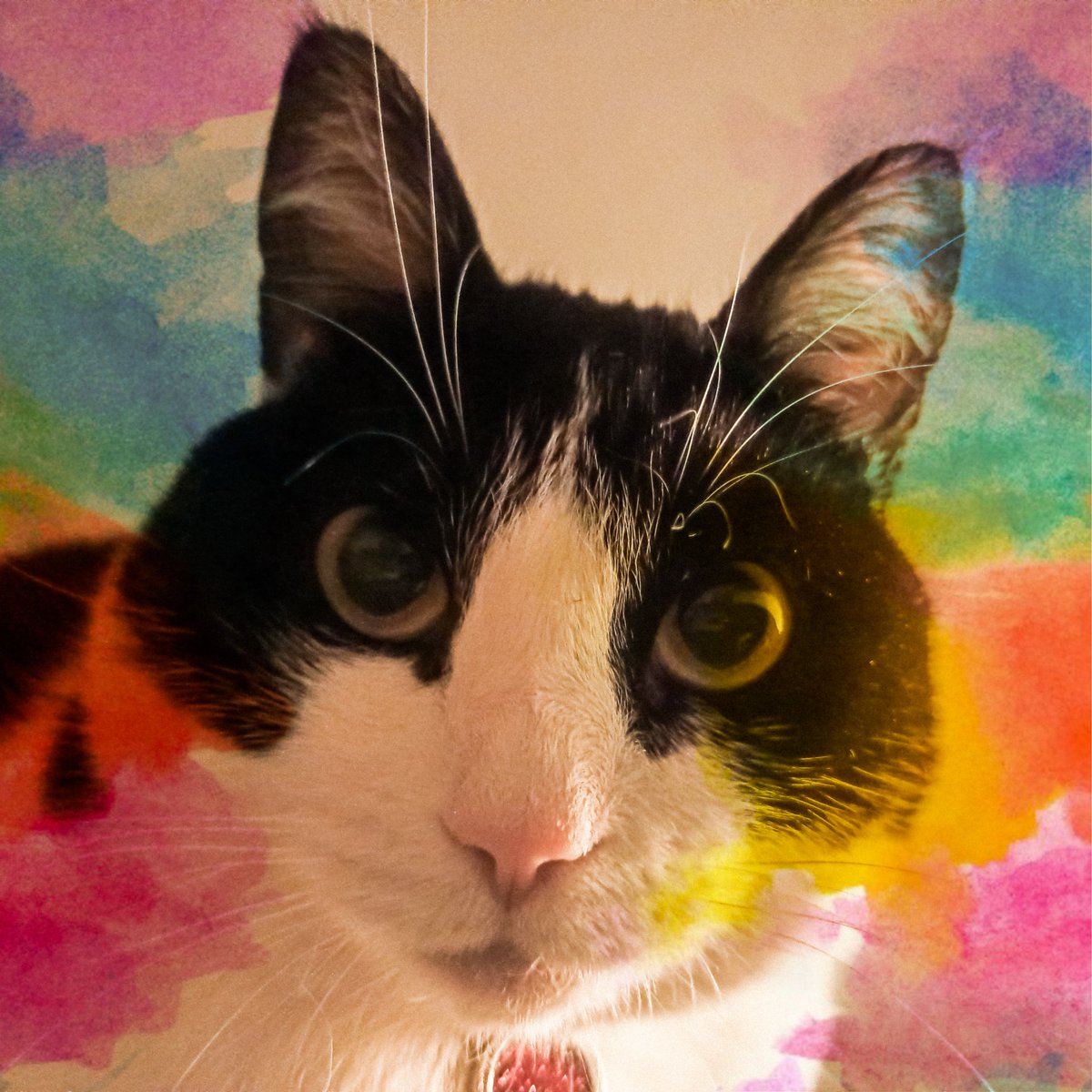 NoisesDream's tweet photo. 😺😺😺😺😺😺😺😺😺😺😺
https://t.co/kp9iKQUDW9
#CatsOfTwitter #CatsofTwittter #CatsOnTwitter #CatsLover #cats #gata #gatos #Gatita #Gato #blackandwhitecat https://t.co/Qiklx6yYxo
