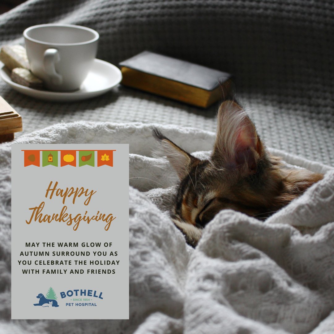 BothellPetHosp's tweet image. May the warm glow of autumn surround you as you celebrate the holiday with family and friends. Happy Thanksgiving! We are so grateful for you.  #bothellpet #bothell #catsofbothell #dogsofbothell #weloveourclients #thanksgiving #blessings #friends #family #turkey #pie