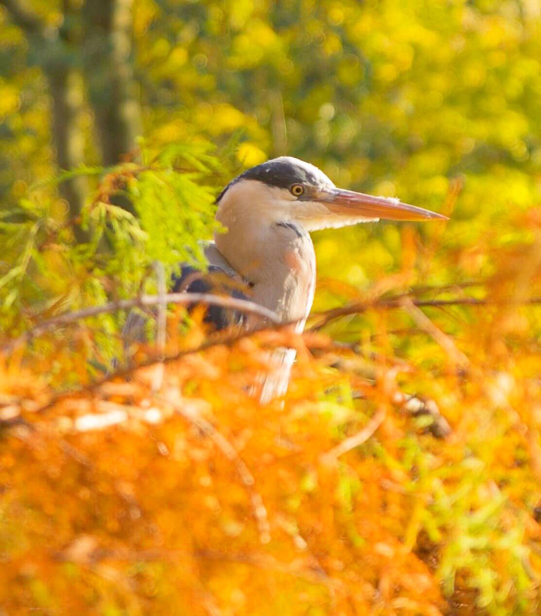 A heron 🐦in a 🌳.

#heron #heronsofinstagram #häger #reiger #bird #birdsofinstagram #instaheron #instabirds #autumnbirds #parkbirds #fågel #vogel #lintu #linnut #lintukuvaus #fågelfoto #birdphotography #birdsofnetherlands #haikara #fallcolors #vondelpark #birdsofvondelpark #park