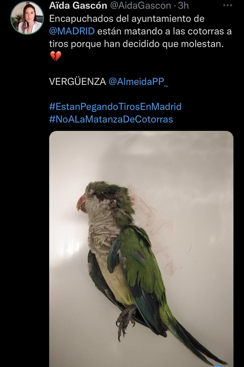pamplinero's tweet image. "Encapuchados del ayuntamiento de Madrid"

Los GAL de las cotorras.

:______)