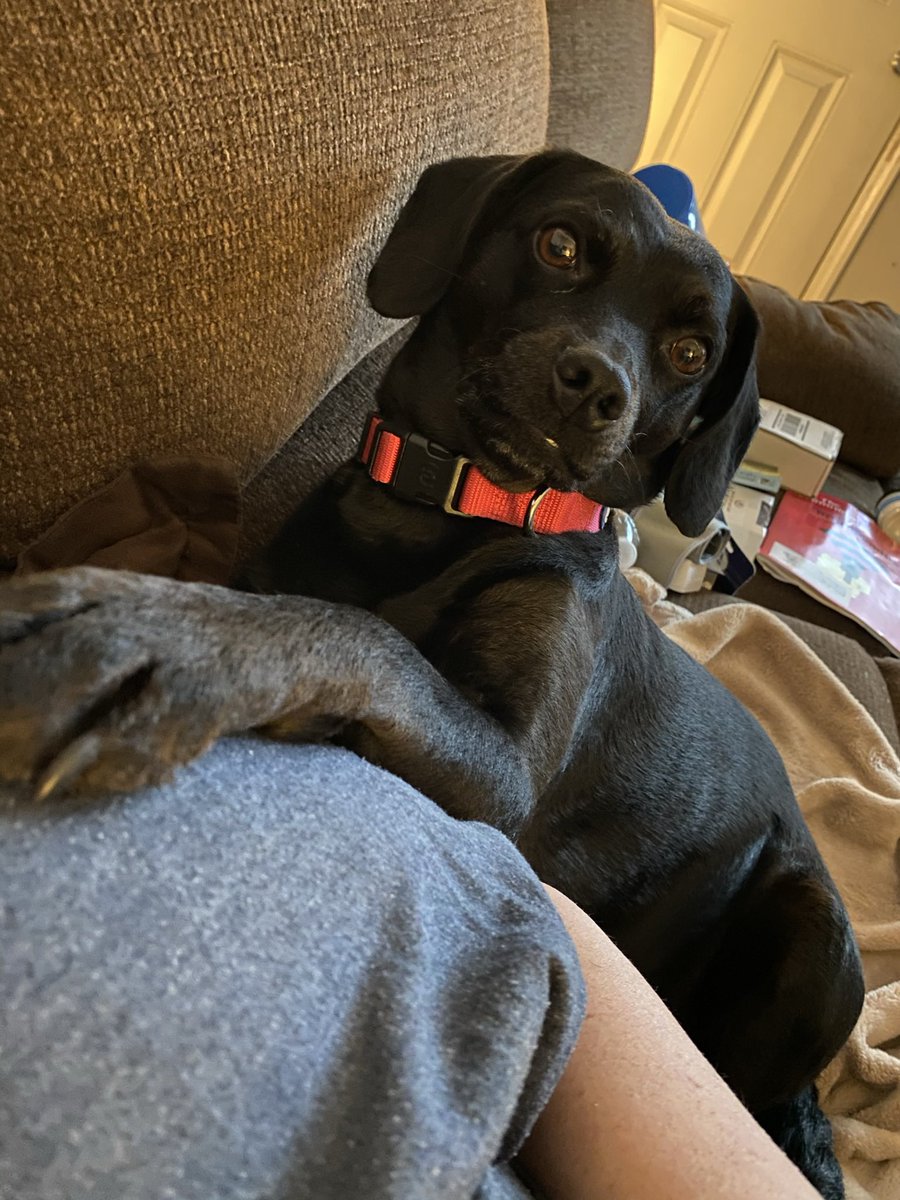 mikalellen's tweet image. @TheWhippador begs to differ.  #WhippetForever