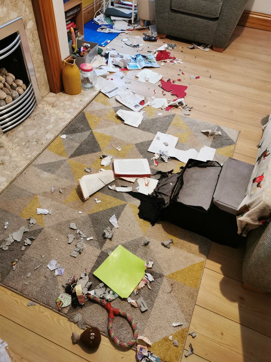 lizzylemmenson's tweet photo. I think my dog took offence to something  @JamesMilner said in his book https://t.co/VRSUgKLe39